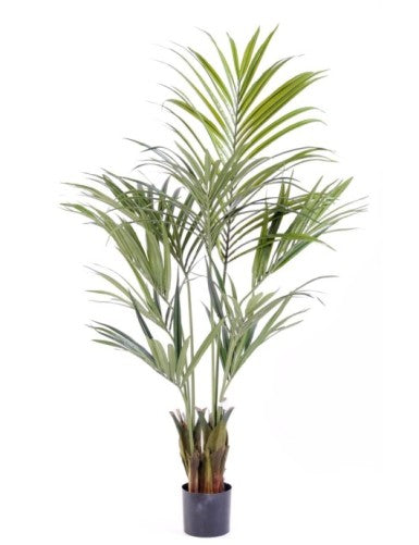 Палма Кенция