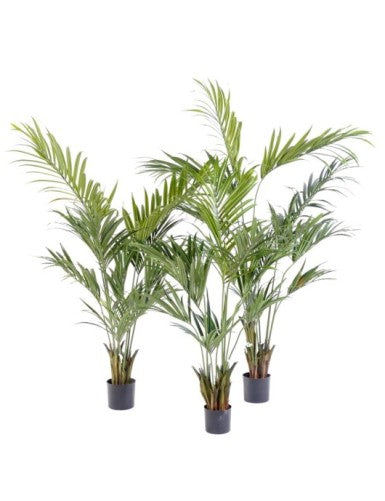 Палма Кенция