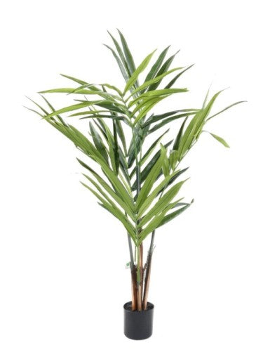 Палма Кенция