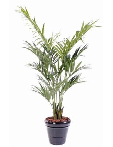 Палма Кенция