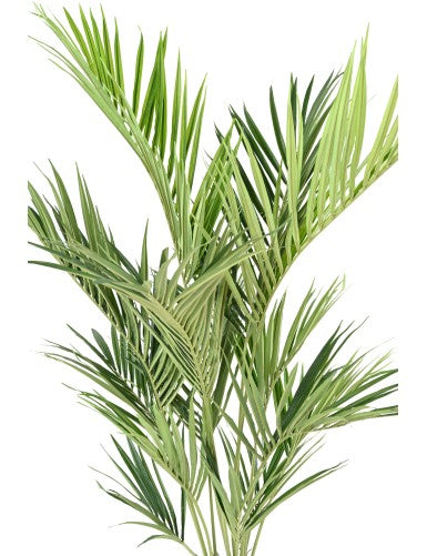 Палма Кенция Royal