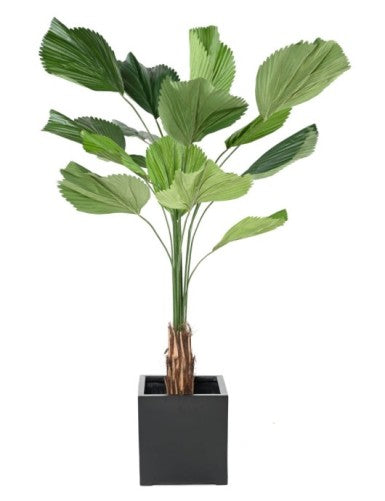 Палма Licuala Grandis