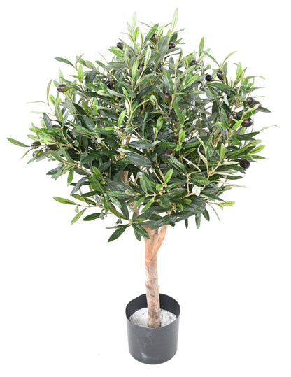 Маслиново дръвче топка