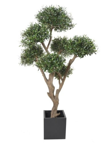 Маслиново дръвче bonsai