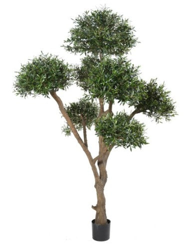 Маслиново дръвче bonsai