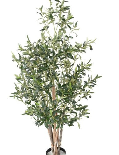 Маслиново дръвче ECO