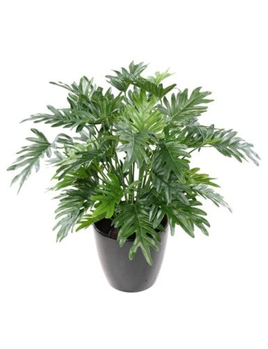 Филодендрон