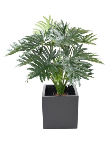 Филодендрон