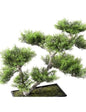 Бор бонсай