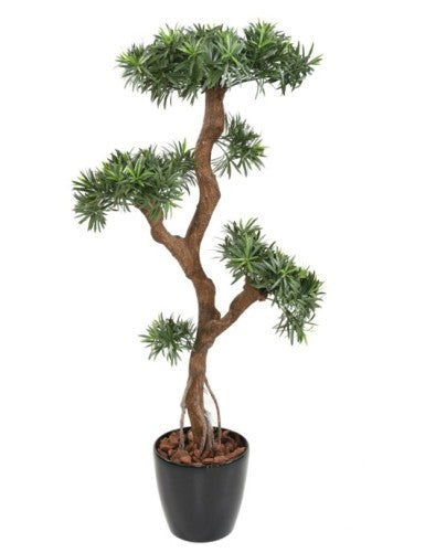Дърво Podocarpus