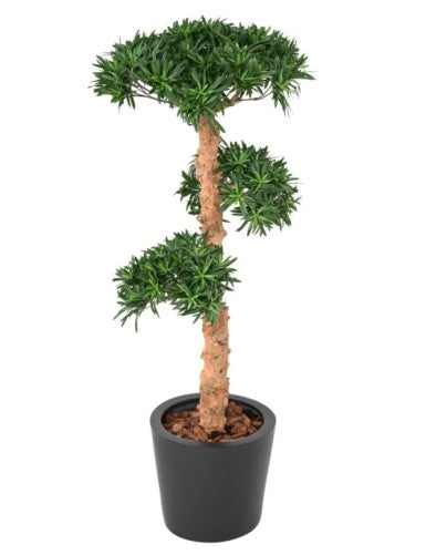 Дърво Podocarpus