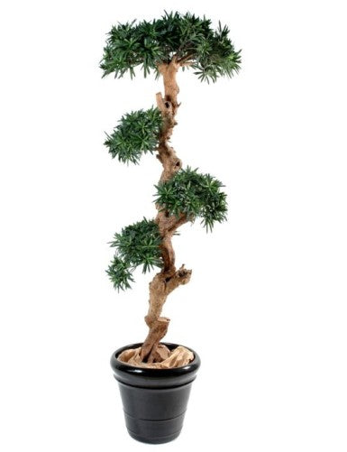 Дърво Podocarpus